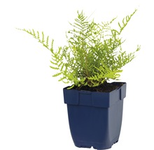 Kamerplant goudvinkvaren in pot