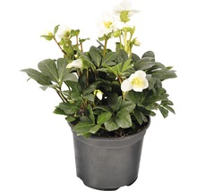 Kerstroos in pot met witte bloemen en groene bladeren.