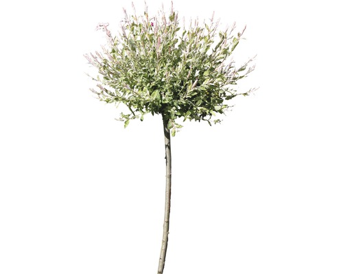 FLORASELF Wilg Salix integra "Hakuro Nishiki" potmaat Ø 23 cm H 60-100 cm