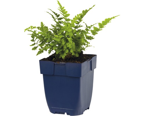 Groene varen in blauwe pot