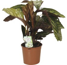 Calathea kamerplant in pot