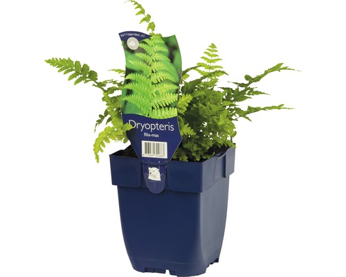 FLORASELF Mannetjesvaren Dryopteris filix-mas potmaat Ø 11.0 cm H 5-100 cm Dryopteris filix-mas varenplant in pot