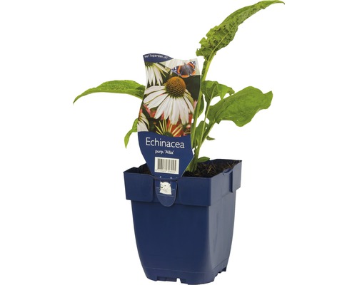 Echinacea purpurea ''Alba'' plant in pot