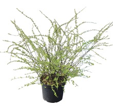 Sierstruik in pot