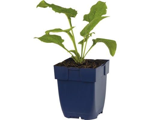 Jonge plant in pot
