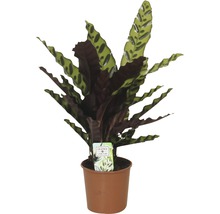 Gebedsplant in pot