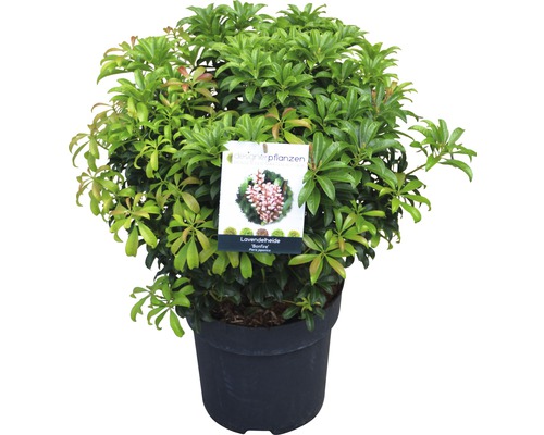 Lavendelheide Bonfire in pot