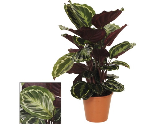 Calathea kamerplant in pot
