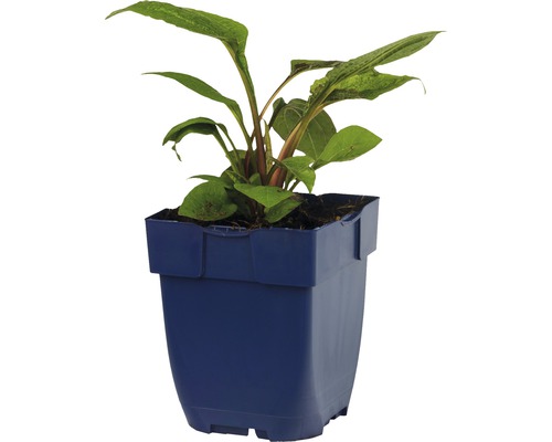 Plant in blauwe pot
