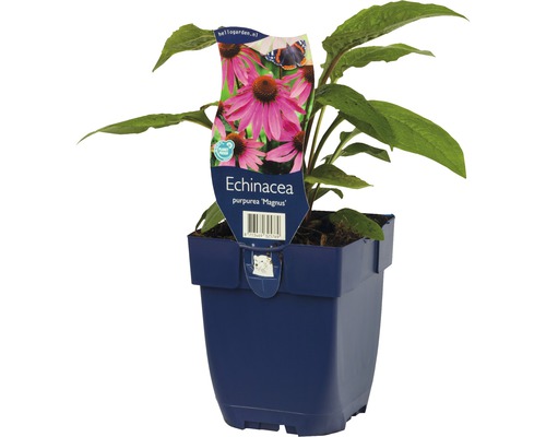 Echinacea Purpurea Magnus plant in pot