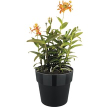 Epidendrum orchidee in een pot