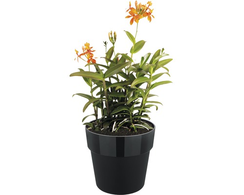 Epidendrum orchidee in een pot