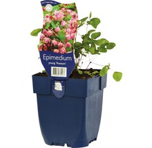 Elfenbloem Roseum in pot