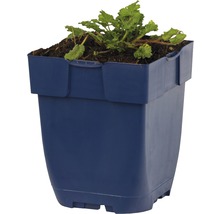 Blauwe plantenbak met plant