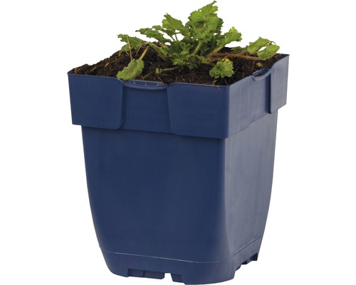 Blauwe plantenbak met plant