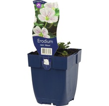 Erodium Album in pot