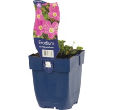 Erodium var. ''Bishop''s Form'' in een pot