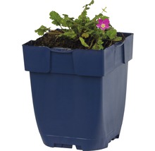 Kunststof bloempot met plant