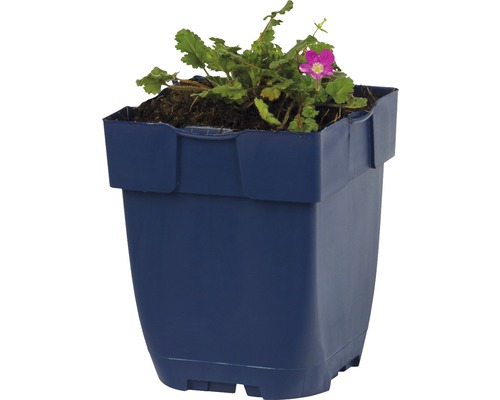 Kunststof bloempot met plant