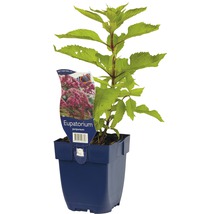 Eupatorium purpureum plant in pot