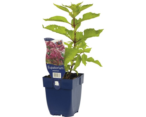 Eupatorium purpureum plant in pot