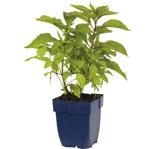 Hortensia in pot