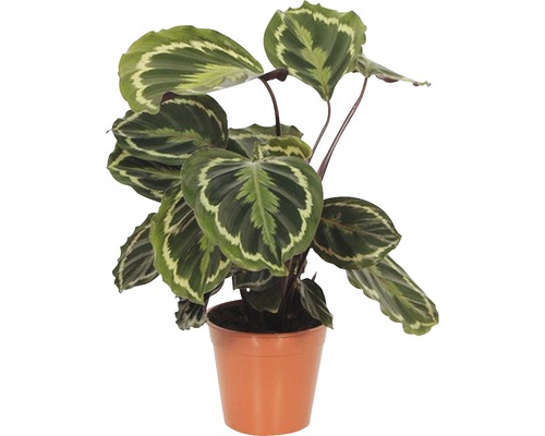 FLORASELF Calathea Calathea ornata 'Medallion' potmaat Ø 14.0 cm H 30-40 cm Gebedsplant in pot