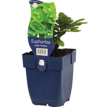Wolfsmelk plant in pot