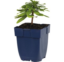 Wolfsmelkplant in een plantenpot