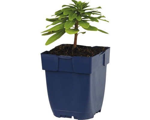 Wolfsmelkplant in een plantenpot
