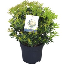 Lavendelheide in pot