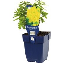 FLORASELF Wolfsmelk Euphorbia polychroma Ø 11 cm