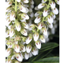 Close-up van bloeiende, witte schijnbessen