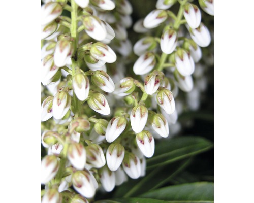 FLORASELF Rotsheide Pieris japonica "Debutante" potmaat Ø 23,0 cm H 40-50 cm Close-up van bloeiende, witte schijnbessen
