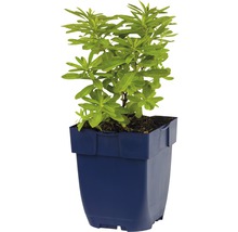 FLORASELF Wolfsmelk Euphorbia polychroma Ø 11 cm