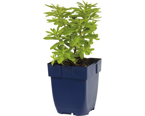 Euphorbia amygdaloides in pot geteeld