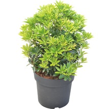 Japanse lavendelheide in een pot
