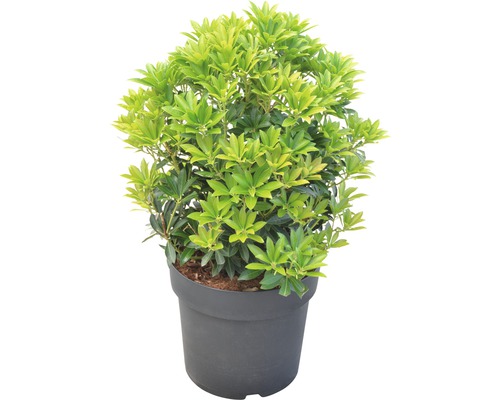 Japanse lavendelheide in een pot