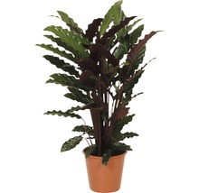 Gebedsplant in pot