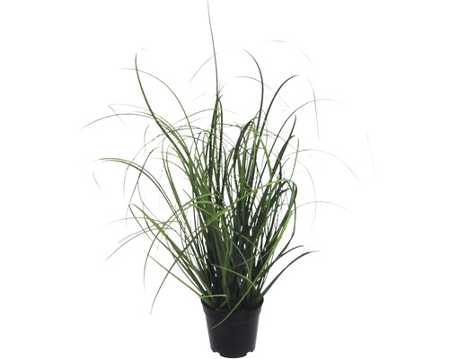 Kunstplant Siergras groen in pot H 50 cm