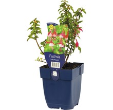 Fuchsia Lady Thumb in pot