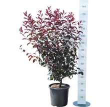 Bloedpruim in pot met maataanduiding