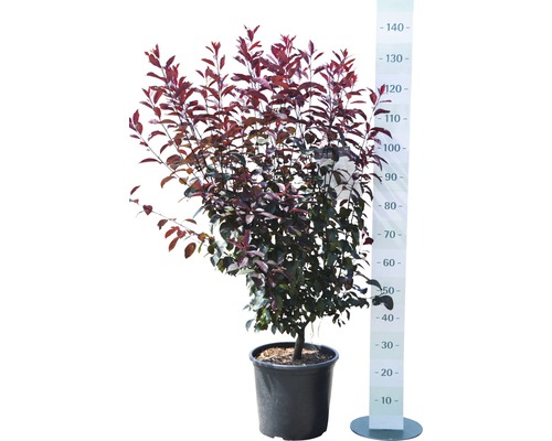 Bloedpruim in pot met maataanduiding