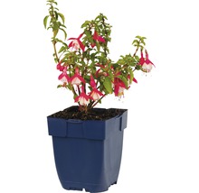 Fuchsia in een bloempot