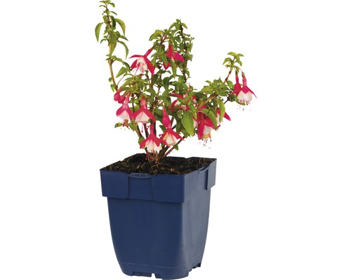 Fuchsia in een bloempot