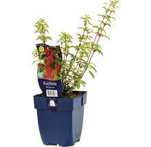 Fuchsia ''Riccartonii'' in pot