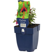 Fuchsia plant ''Tom Thumb'' in pot