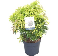 Lavendelheide plant in pot