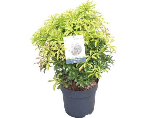 FLORASELF rotsheide Pieris japonica "Passion"® potmaat Ø 23 cm H 40-50 cm Lavendelheide plant in pot