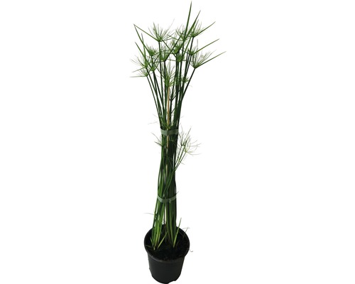 FLORASELF Parapluplant Cyperus haspan potmaat Ø 14 cm H 50-60 cm